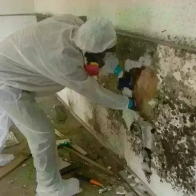 Mold Remediation and Removal in Des Peres, MO